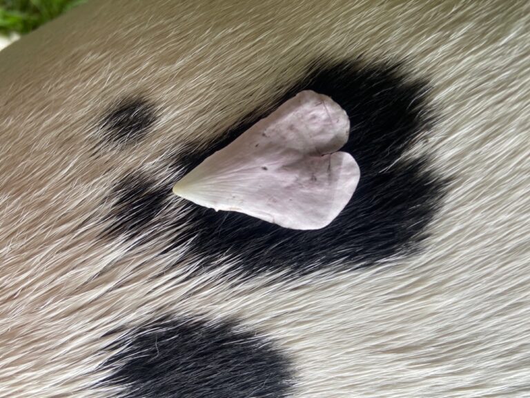 Found Heart from Camelle