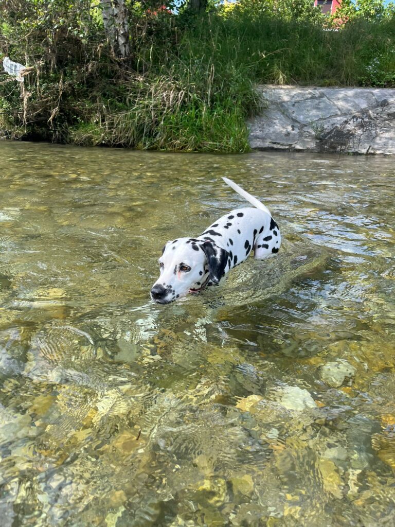 Lucy mag Wasser sehr