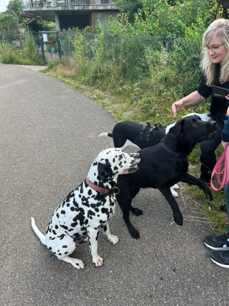 Cooper mit besten Freunden