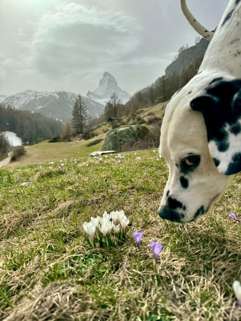 Nelson und seine Blümchen und dem Matterhorn