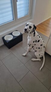 Gajush mit neuem Fressnapf