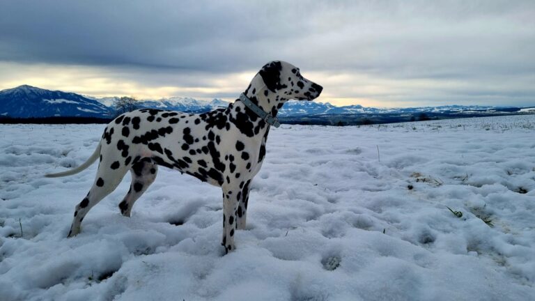 Djoya im Schnee