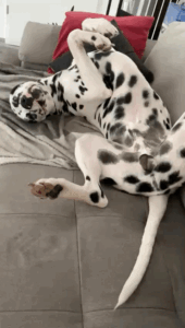 Mio im Rollover
