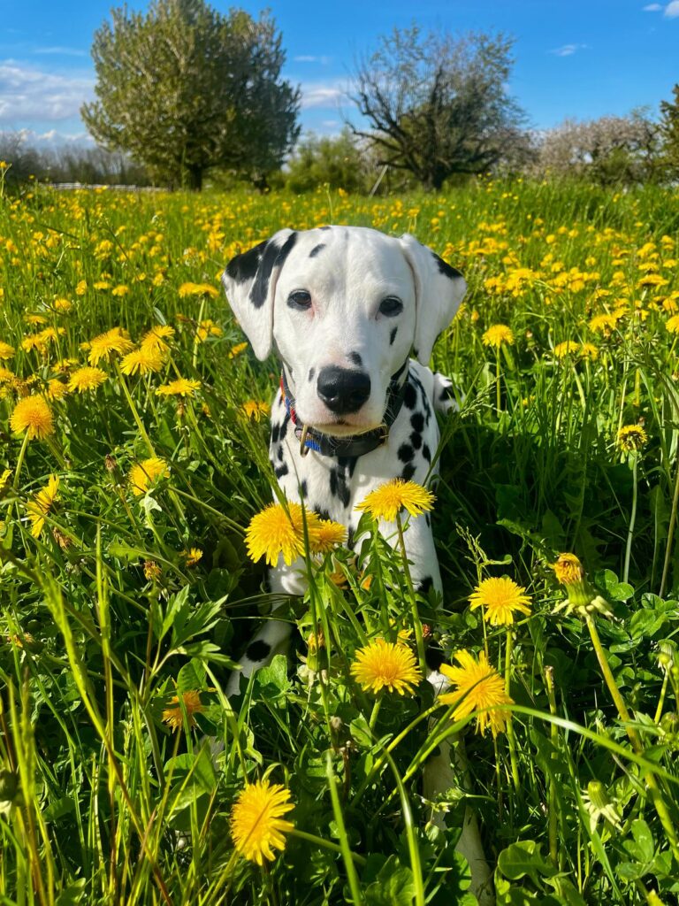 Coco, der Blumenknabe