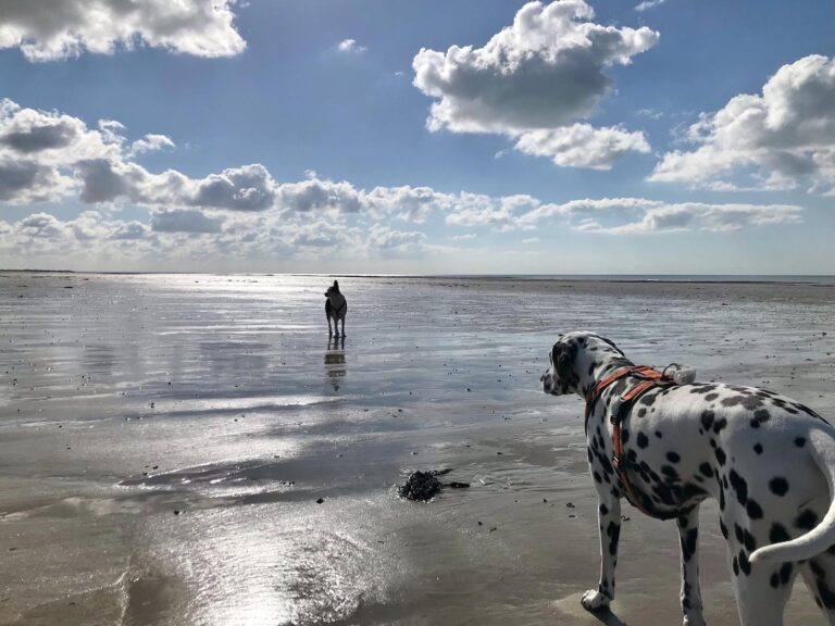 Ananda in den Ferien