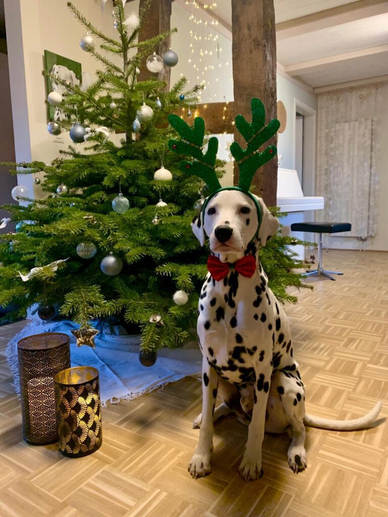 Happy happy Xmas, Cocolino