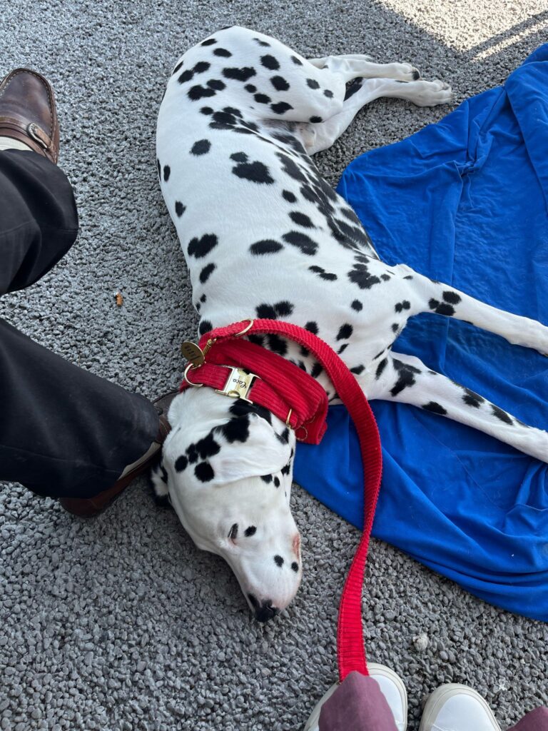 Coco hat die Prüfung zum Therapehund erfolgreich bestanden, Bravo! Hier im Einsatz, Smile