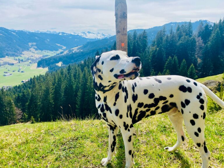 Louis der tolle Wanderer