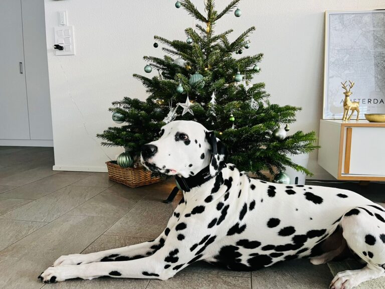 Happy happy Xmas dear Louis