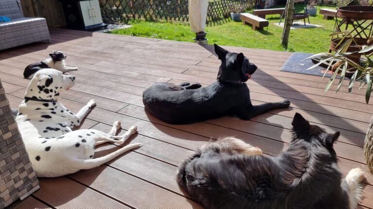 Hugo mit seinen Freunden